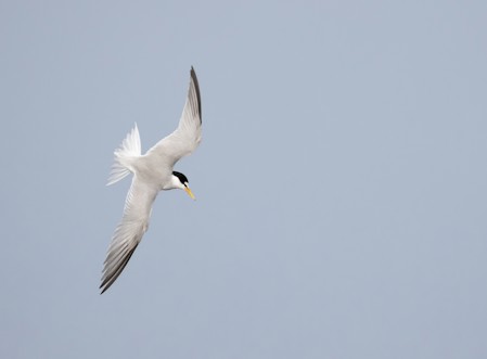 Animal, Beak, Bird, Flying, Seagull, Waterfowl